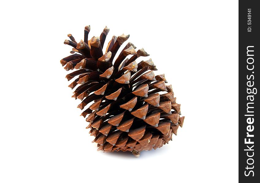 Pine cone close-up (isolated)
