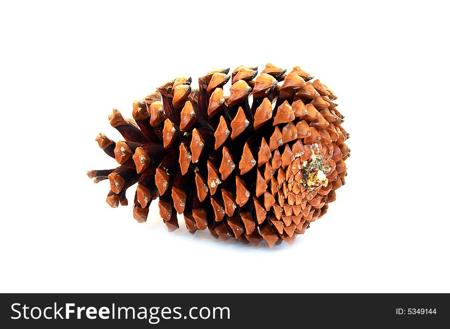 Pine Cone