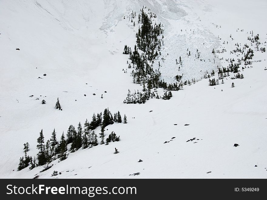 Pines lying orderly on the snow. Pines lying orderly on the snow