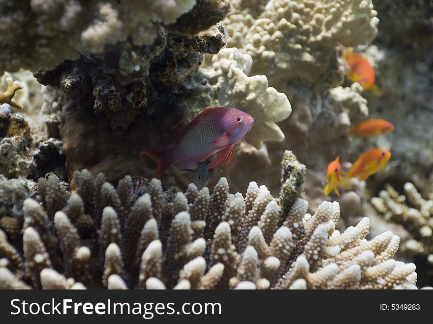 Coral And Fish