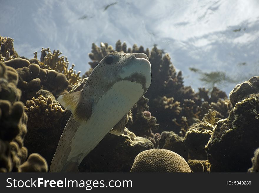 Porcupinefish (diodon Hystrix)