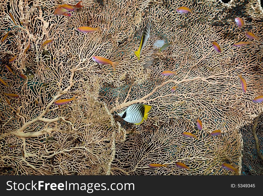 Seafan, coral and fish taken in the Red Sea.