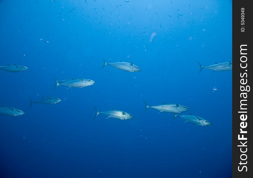 Spanish mackerel (scomberomorus commerson) taken in the Red Sea.