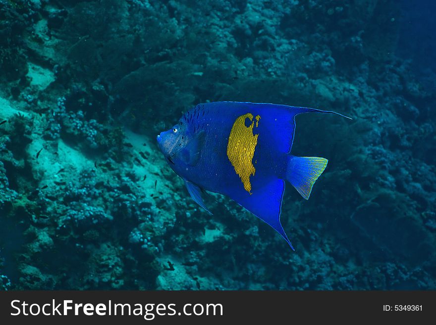 Red Sea Angelfish (Pomacanthus maculosus) taken in the Red Sea.