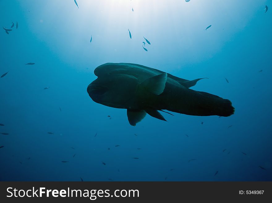 Napoleon wrasse (cheilinus undulatus) taken in the Red Sea.