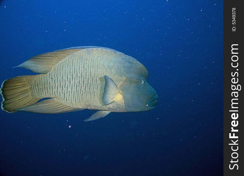 Napoleon wrasse (cheilinus undulatus) taken in the Red Sea.