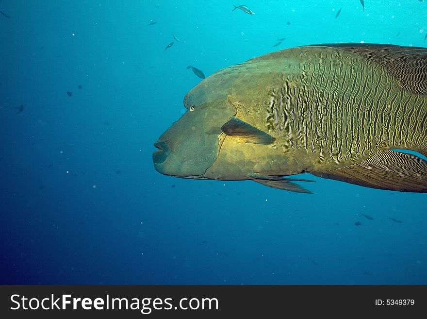 Napoleon wrasse (cheilinus undulatus) taken in the Red Sea.