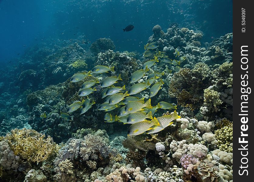 Blackspotted sweetlips (plectorhinchus gaterinus) taken in the Red Sea.