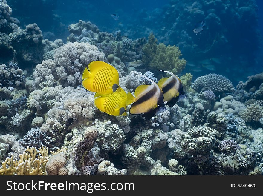 Masked Butterfly Fish (Chaetodon semilarvatus)