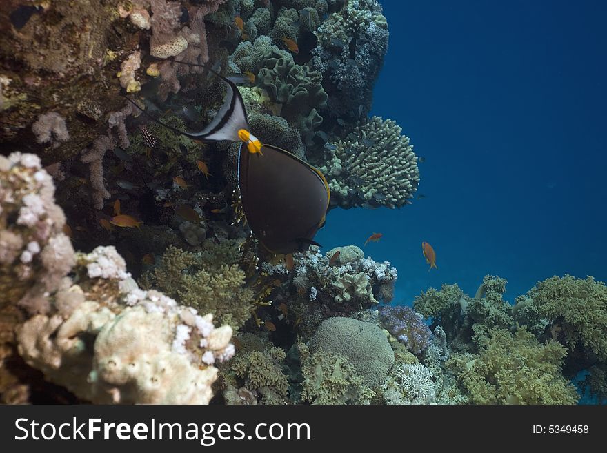 Orangespine unicornfish (naso elegans) taken in the Red Sea.