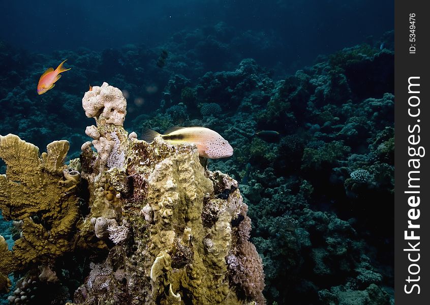 Freckled hawkfish (paracirrhites forsteri) taken in the Red Sea.