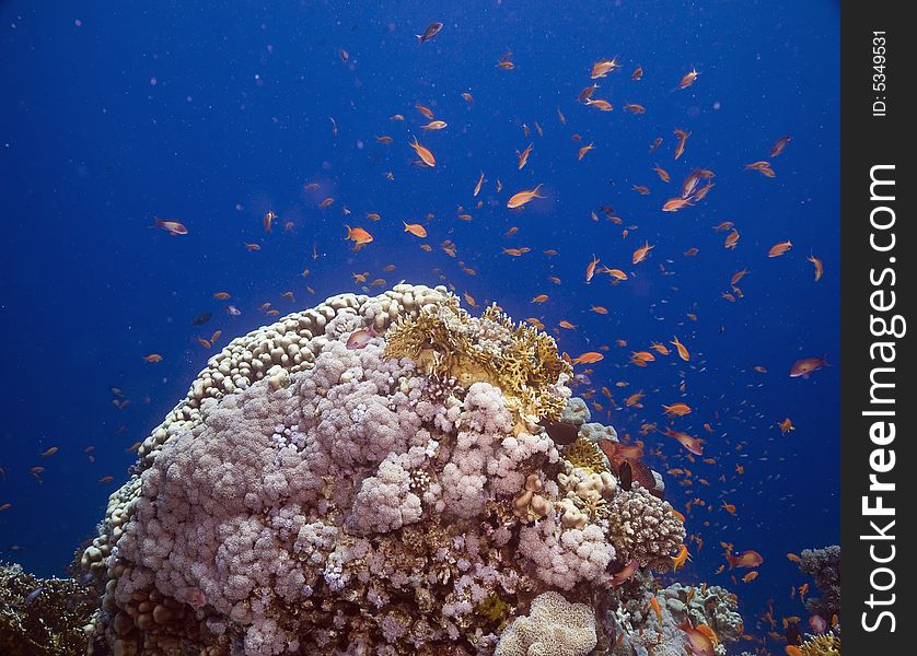 Coral and fish taken in the Red Sea.