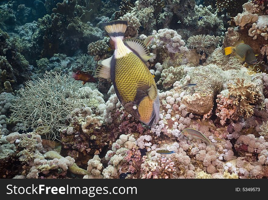 Titan triggerfish (balistoides viridescens) taken in the Red Sea.