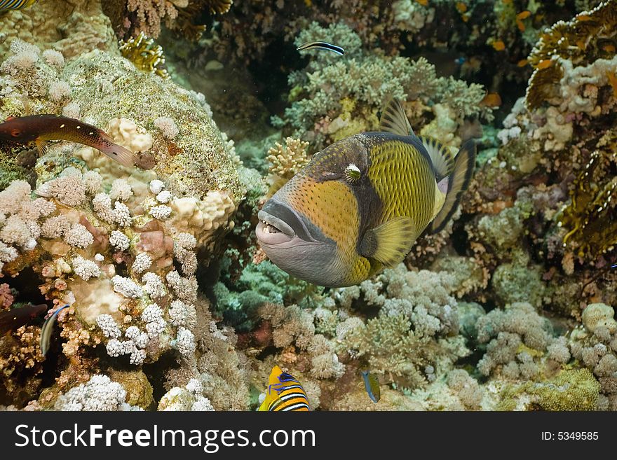 Titan triggerfish (balistoides viridescens) taken in the Red Sea.