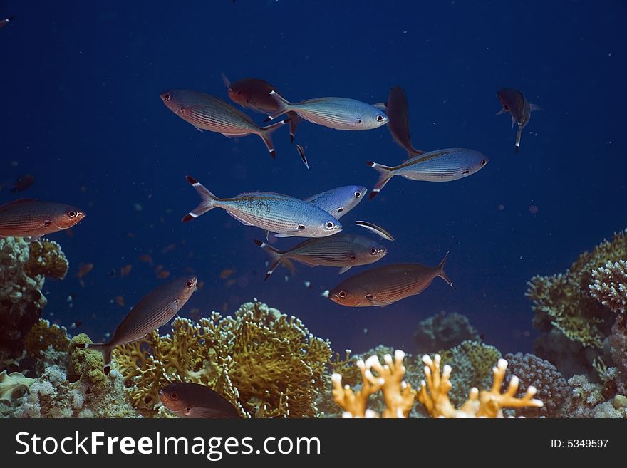 Red sea fusilier (caesio suevica) taken in the Red Sea.