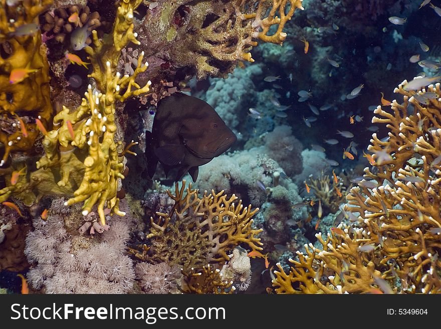 Redmouth grouper (aethaloperca rogaa) taken in the Red Sea.