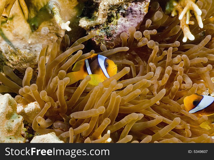 Red sea anemonefish (Amphipiron bicinctus)and bubble anemone  taken in the Red Sea.