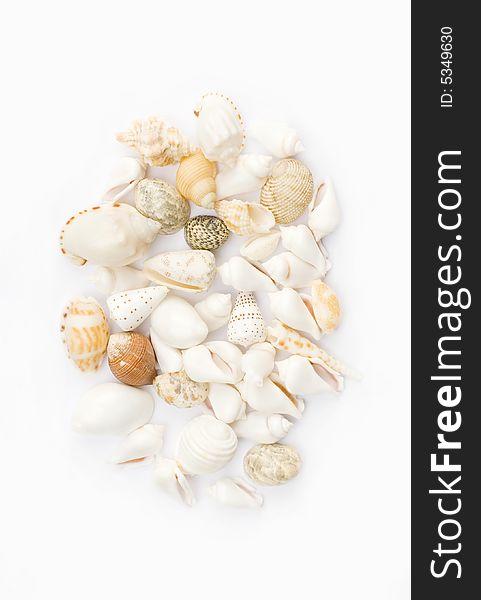 Various colorful seashells with white background. design element.