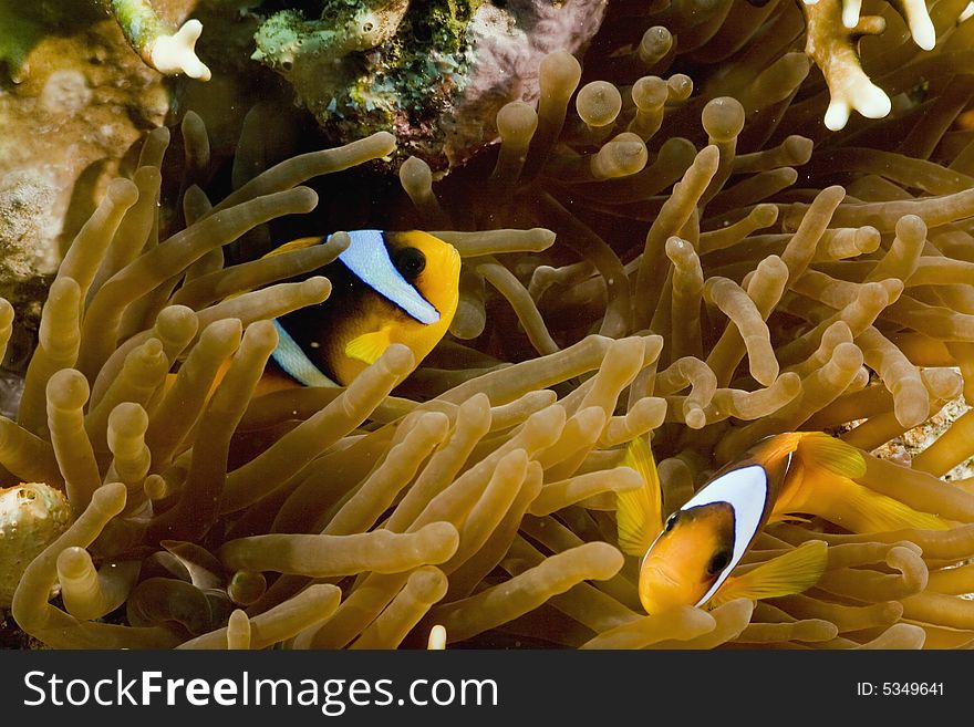Red sea anemonefish (Amphipiron bicinctus)and bubble anemone  taken in the Red Sea.