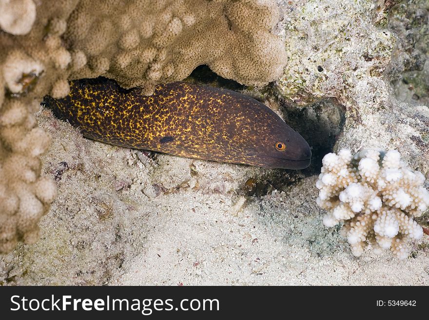 Yellowmargin moray (gymnothorax flavimarginattus) taken in the Red Sea.