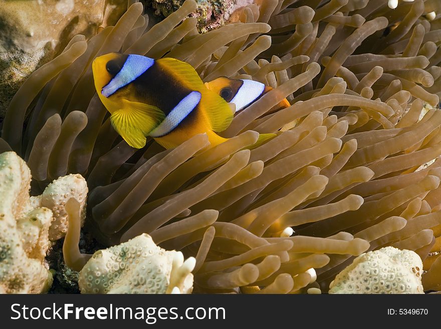 Red sea anemonefish (Amphipiron bicinctus)and bubble anemone  taken in the Red Sea.