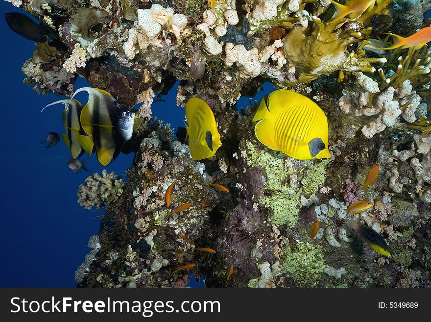 Masked Butterfly Fish (Chaetodon semilarvatus) taken in the Red Sea.