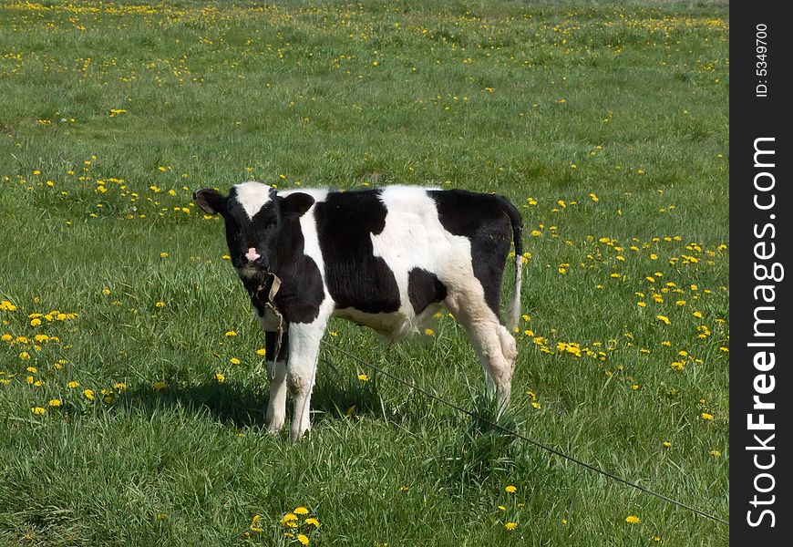 The black and white cow on a summer meadow