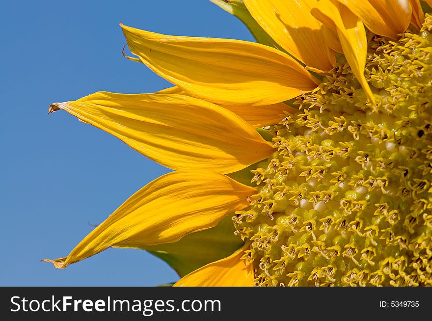 Closeup on sunflower with blue skyon background. Closeup on sunflower with blue skyon background
