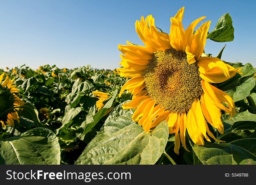 Sunflowers field under clear blue sky