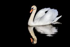 Mute Swan Swimming And Reflection Stock Photography