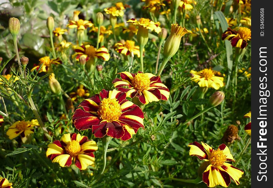 Wild flowers blossomed in late May