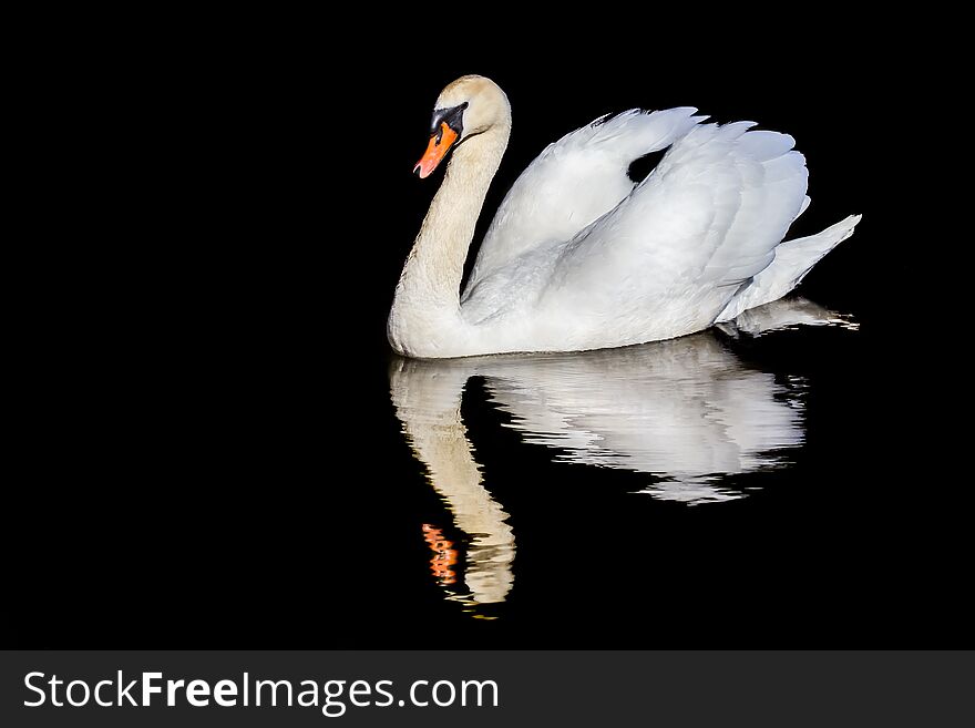 A single mute swan on water with a mirror image reflection in rippling water against a black background. A single mute swan on water with a mirror image reflection in rippling water against a black background