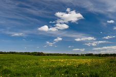 Field With Dandelions Royalty Free Stock Photography Field With Dandelions Royalty Free Stock Photography