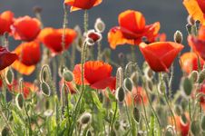 Poppy In The Sun Stock Images