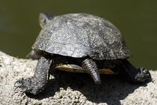Tortoise Royalty Free Stock Images Tortoise Royalty Free Stock Images
