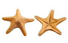 Two Sides Os Starfish Royalty Free Stock Photo