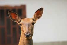Spotted Deer Royalty Free Stock Image