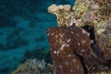 Reef Octopus (octopus Cyaneus) Stock Photos Reef Octopus (octopus Cyaneus) Stock Photos