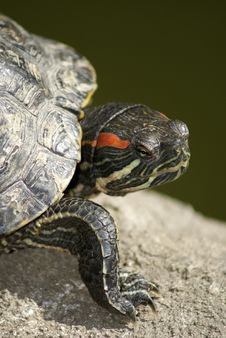 Tortoise Portrait Royalty Free Stock Photography Tortoise Portrait Royalty Free Stock Photography