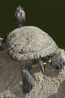 Tortoise Portrait Stock Image Tortoise Portrait Stock Image
