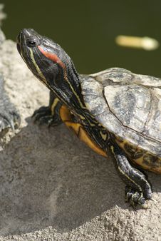Tortoise Portrait Royalty Free Stock Photo Tortoise Portrait Royalty Free Stock Photo