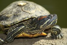 Tortoise Portrait Stock Images Tortoise Portrait Stock Images