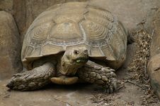 Tortoise Portrait Stock Images Tortoise Portrait Stock Images