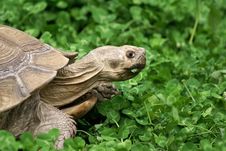 Tortoise Portrait Stock Image Tortoise Portrait Stock Image