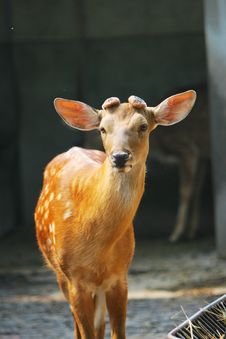 Spotted Deer Royalty Free Stock Photo