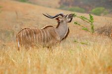 Kudu (Tragelaphus Strepsiceros Royalty Free Stock Image Kudu (Tragelaphus Strepsiceros Royalty Free Stock Image
