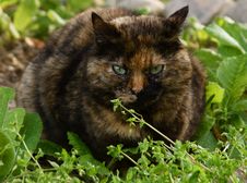 Cat In The Grass Stock Image Cat In The Grass Stock Image