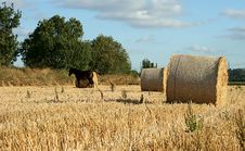 Hay Rolls Royalty Free Stock Photography Hay Rolls Royalty Free Stock Photography