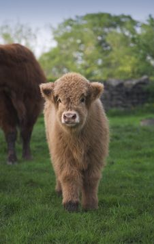 Highland Calf Stock Photography Highland Calf Stock Photography