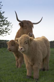 Highland Calfs With Cow Royalty Free Stock Photo Highland Calfs With Cow Royalty Free Stock Photo